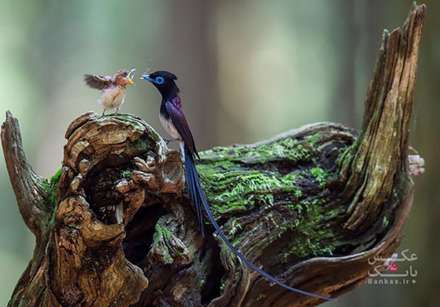 عکس های خانوادگی پرندگان و حیوانات