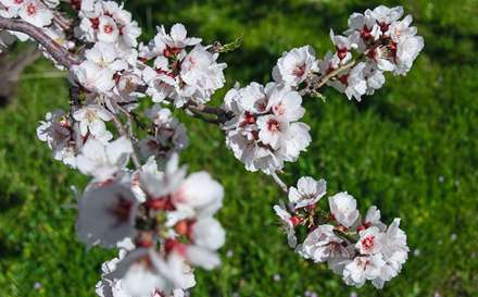 شکوفه های بهار