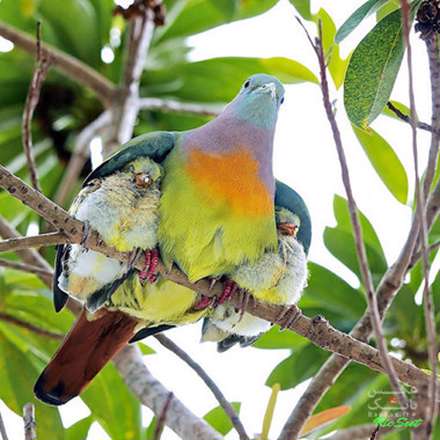 عکس های خانوادگی پرندگان و حیوانات