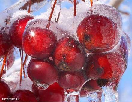 تصاویر شگفت انگیز گیاهان یخ زده