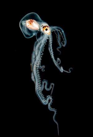 مسابقه عکاسی از دنیای زیر آب