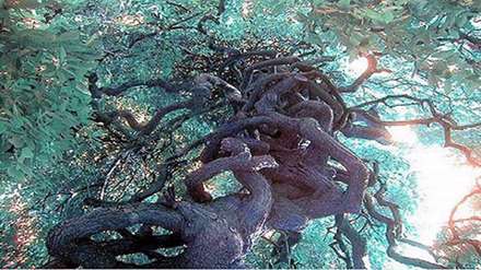 درختان عجیب و غریب