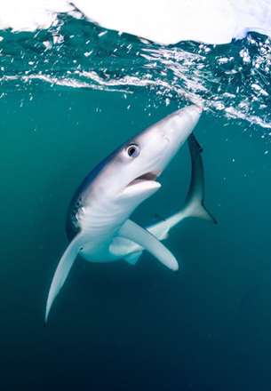 مسابقه عکاسی از دنیای زیر آب