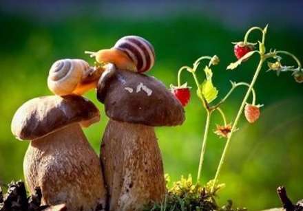 دنیای دیدنی حلزون ها