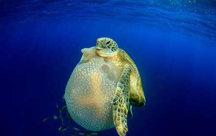 مسابقه عکاسی از دنیای زیر آب