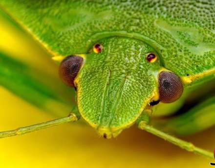 نمای بسیار دیدنی و نزدیک از حشرات