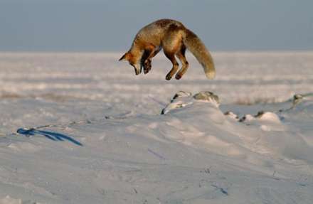 تصاویری زیبا و جالب از زندگی حیوانات در برف