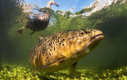 مسابقه عکاسی از دنیای زیر آب