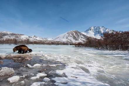 تصاویری زیبا و جالب از زندگی حیوانات در برف