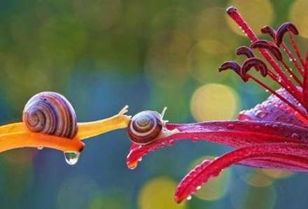 دنیای دیدنی حلزون ها