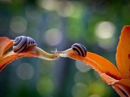 دنیای دیدنی حلزون ها