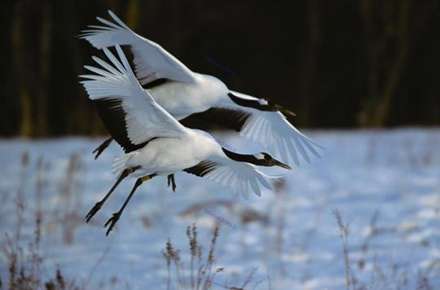 تصاویری زیبا و جالب از زندگی حیوانات در برف