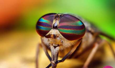 نمای بسیار دیدنی و نزدیک از حشرات