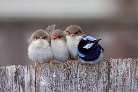 عکس های خانوادگی پرندگان و حیوانات