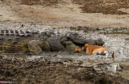 غفلت مرگبار آهوبچه در برابر کروکودیل‌ها