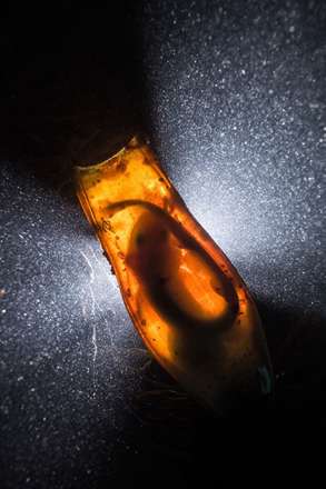 مسابقه عکاسی از دنیای زیر آب