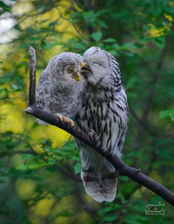 عکس های خانوادگی پرندگان و حیوانات