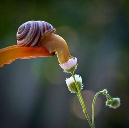 دنیای دیدنی حلزون ها