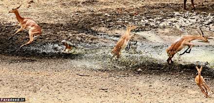 غفلت مرگبار آهوبچه در برابر کروکودیل‌ها