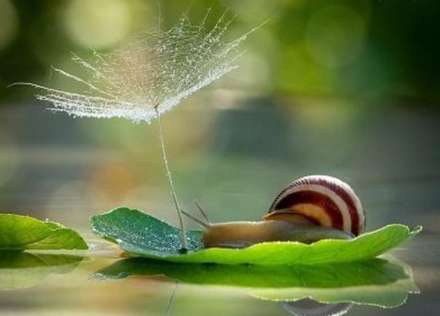 دنیای دیدنی حلزون ها