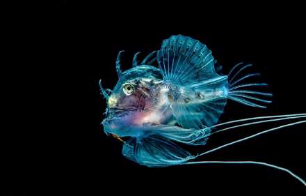 مسابقه عکاسی از دنیای زیر آب