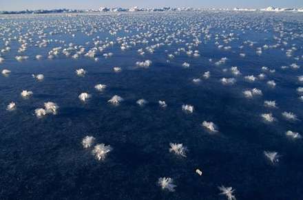 تصاویری جالب از گل های یخی