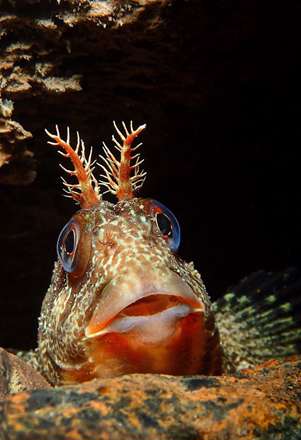 مسابقه عکاسی از دنیای زیر آب