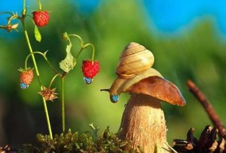 دنیای دیدنی حلزون ها