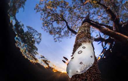 مسابقه عکاسی از دنیای زیر آب