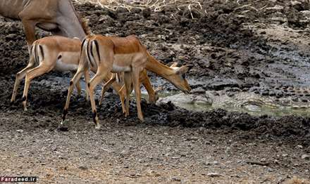 غفلت مرگبار آهوبچه در برابر کروکودیل‌ها