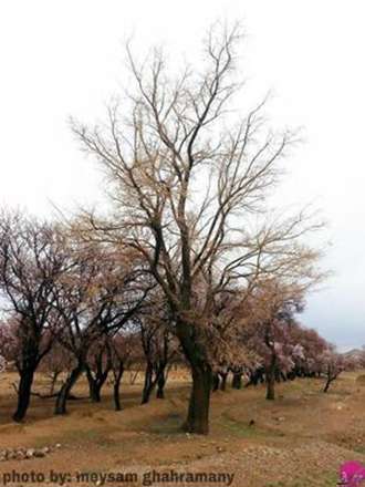 شکوفه های رؤیایی در بهار آسپاس