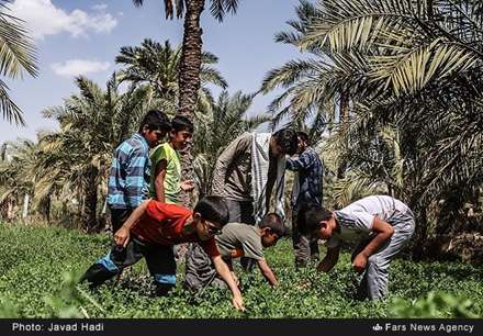 اردوی جهادی فرهنگی بسیج در روستای محرزی