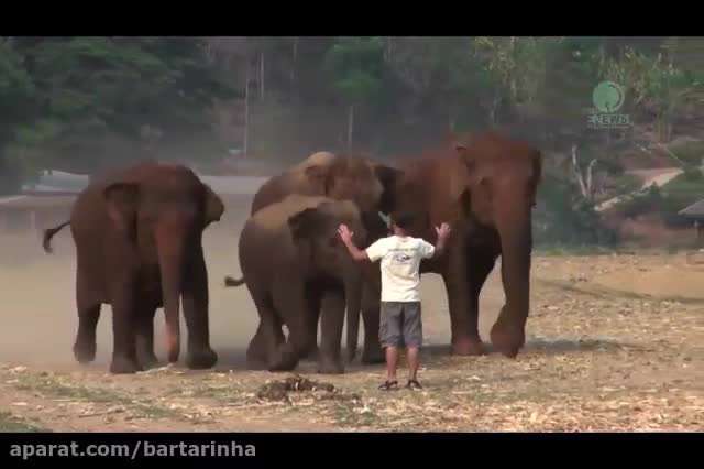 عکس العمل جالب فیلها به فیل بانان