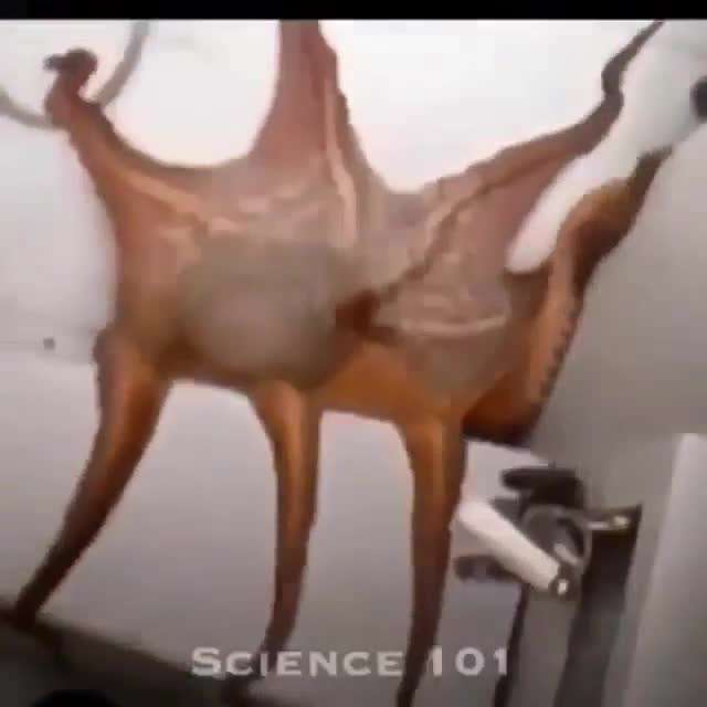 تغییر رنگ جالب اختاپوس هنگام خطر