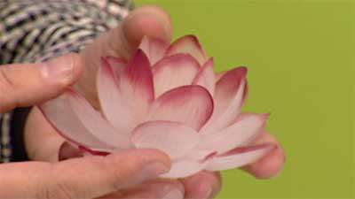 نیلوفر آبی کریستالی