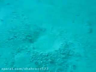 این گیاه عجیب به طرز جالبی درون خاک فرو می رود