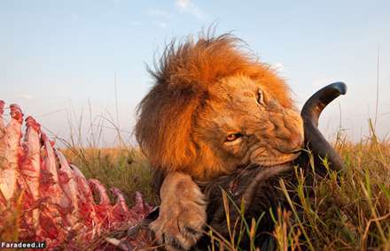 حیات وحش از زاویه‌ای متفاوت