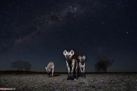 حیات وحش از زاویه‌ای متفاوت