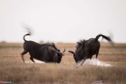 حیات وحش از زاویه‌ای متفاوت