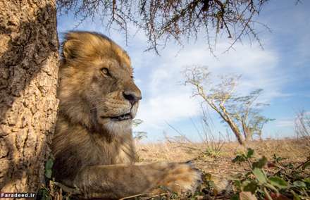 حیات وحش از زاویه‌ای متفاوت