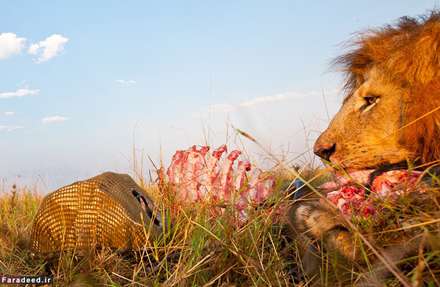 حیات وحش از زاویه‌ای متفاوت