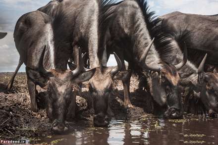 حیات وحش از زاویه‌ای متفاوت