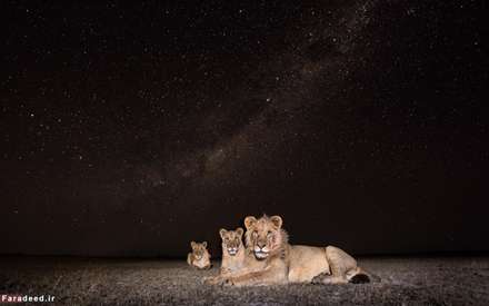 حیات وحش از زاویه‌ای متفاوت