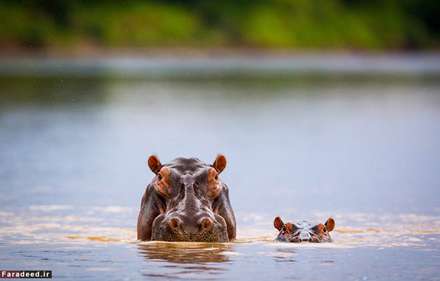 حیات وحش از زاویه‌ای متفاوت