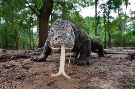 حیات وحش از زاویه‌ای متفاوت