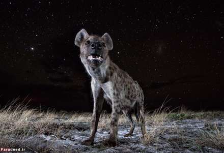 حیات وحش از زاویه‌ای متفاوت