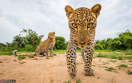 حیات وحش از زاویه‌ای متفاوت