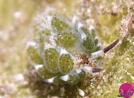 تصاویر شگفت انگیز از گوسفندهای دریایی