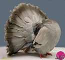 کلکسیونی از گرانبهاترین کبوتران در جهان