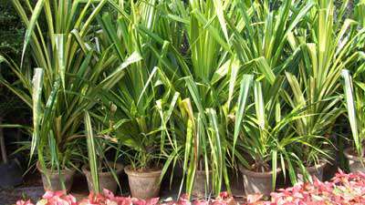 گیاه برگ اره ای